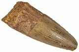 Fossil Spinosaurus Tooth - Robust Tooth #305594-1